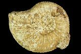 Fossil Ammonite (Cardioceras) - France #104551-1